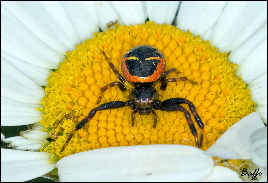 Synema globosum